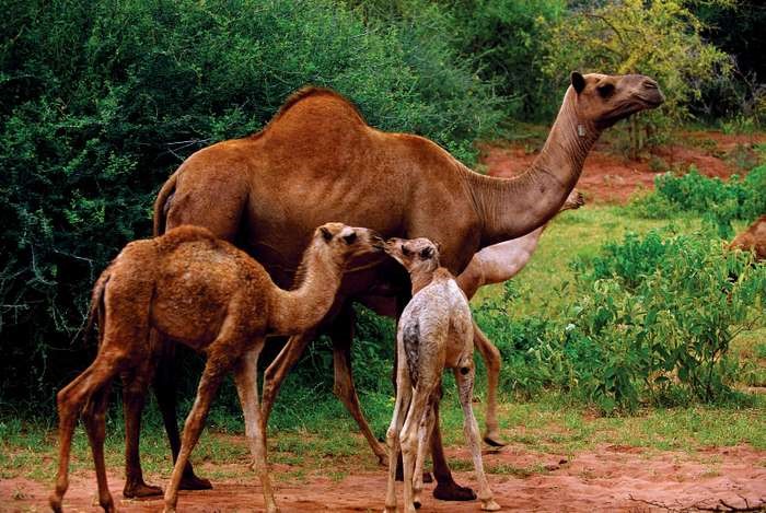 Three dromedary camels